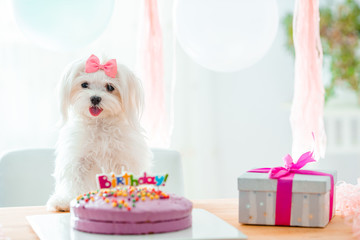 Cute dog with bow and birthday cake