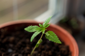 Young shoot of a marijuana plant with first leaves on a background of soil. Growing hemp plants. Selective focus.