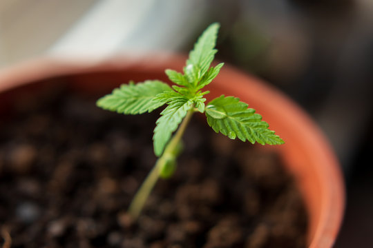 Young shoot of a marijuana plant with first leaves on a background of soil. Growing hemp plants. Selective focus.