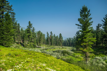 Fototapeta na wymiar mountain range, evergreen trees and green grass field during sunny summer day, Khamar-Daban, Siberia, Russia, national park