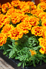 Tagetes patula french marigold in bloom, orange yellow flowers, green leaves