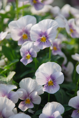 White and Purple Flower Pansies closeup of colorful pansy flower