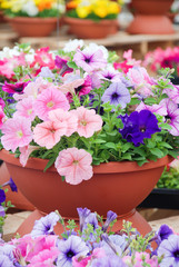 Petunia in the pot, Mixed color petunia