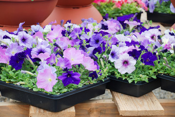 Blue and Purple Petunias in the tray,Petunia in the pot, Mixed color petunia
