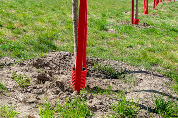 Fototapeta na wymiar A group of young seedlings of trees planted on the lawn, with red protective sticks and covers.