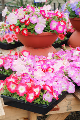 Pink and Red Petunias in the tray,Petunia in the pot, Mixed color petunia