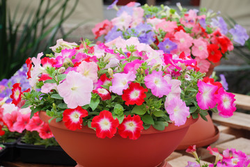 Petunia in the pot, Mixed color petunia