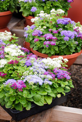 Ageratum, Mixed ageratum, Mixed color pot plants