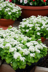 Ageratum, white ageratum, white pot plants