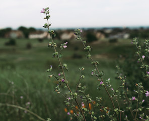 California flowers, poppies