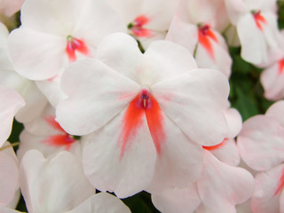 pink impatiens, Busy Lizzie, scientific name Impatiens walleriana flowers also called Balsam