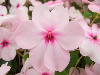 Fototapeta na wymiar pink impatiens, Busy Lizzie, scientific name Impatiens walleriana flowers also called Balsam