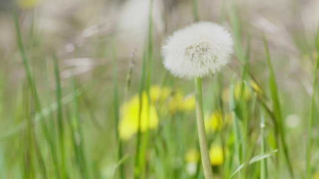 dandelion's achene in the grass