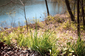 grass in the field by the shore