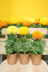 Tagetes erecta, Mexican marigold, marigold pot plant on wood chair