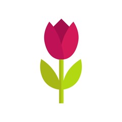 Tulip, flat desing. Vector illustration