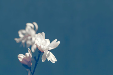 Royal Star Magnolia (Magnolia Stellata) on blurred blue background. Soft floral background. © eclypse78