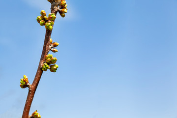 Cherry branch with March buds on it on a blue sky background. Spring concept