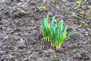 young garden green daffodil leaves in spring, green daffodil leaves close-up
