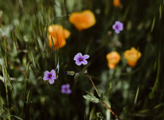 Orange flowers in a field