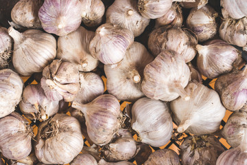 garlic heads close-up top view, background image of garlic heads