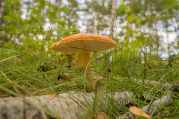 orange cap boletus