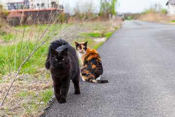 Beautiful cats at the edge of the road in the countryside