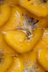 Detail of small Azorean pineapple