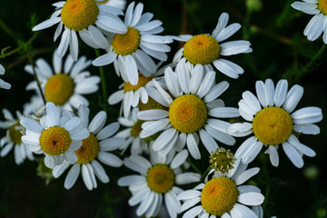 Fototapeta premium Close up view of chamomiles on a green background during summer season