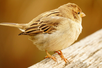 Detalles de las alas y plumas de un hermoso gorrión