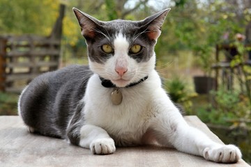 le chat sur la table du jardin
