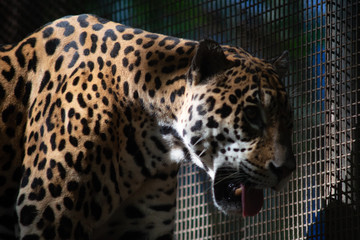 Jaguar