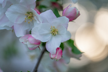 pink apple blossom in spring with warm bokeh and empty space for mothers day card or wedding invitation
