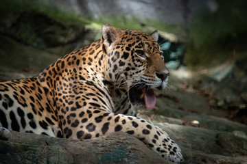 Plakat Jaguar