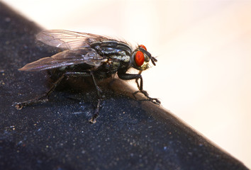 fly sitting on railing in macro