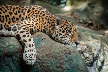 Jaguar