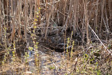 Two colorful cute duckes are swimming in a clean water on a lake near the golden colored reeds in early spring in a sunny day
