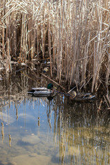 Two colorful cute duckes are swimming in a clean water on a lake near the golden colored reeds in early spring in a sunny day