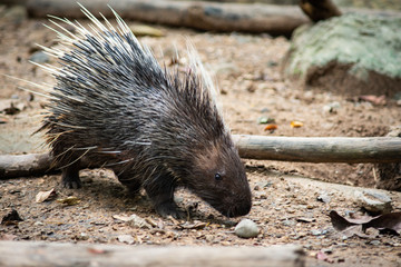 porcupine