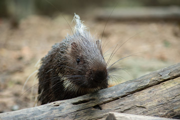 porcupine