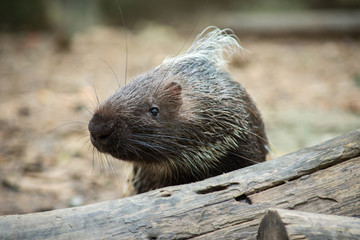 porcupine