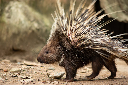 Porcupine Quills Images – Browse 6,925 Stock Photos, Vectors, and Video