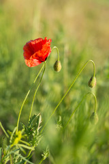 Naklejka premium red poppy in the field