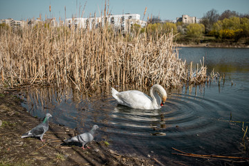 A beautiful elegant white swan is swimming in a lake near the golden colored reeds and two doves are looking to her from the coast