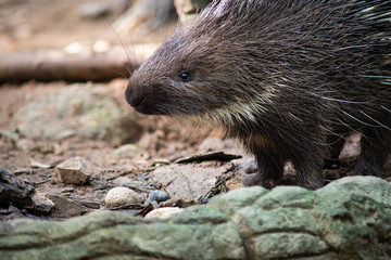 porcupine