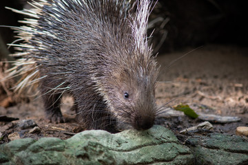 Naklejka premium porcupine