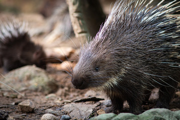porcupine
