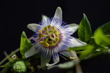 Голубая пассифлора на черном фоне