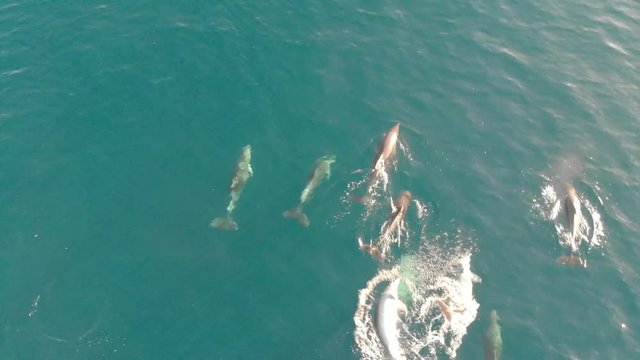 delfini nelle acque dell'isola d'elba