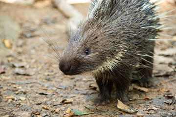 porcupine